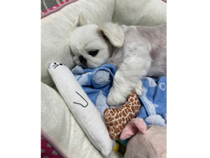 ☆モデル犬卒業後、里親さん宅での様子☆